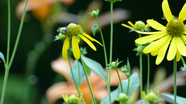 Bumblebee Feeds Half Naked Flower Lowered Petals Garden — Stock Video
