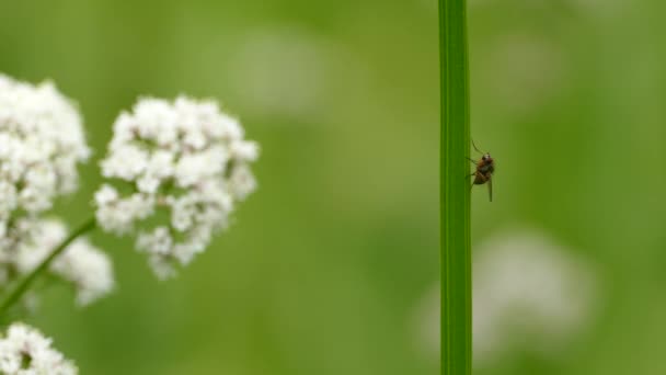 Fly Resting Moving Side Green Twig Blurry Background — Stock Video