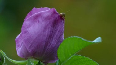 Kameraya bakan antenli böcek, mor bir çiçeğin tepesine tünemiş.