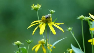 Kalkıp uçmadan önce çiçeklerle beslenen küçük yaban arısı