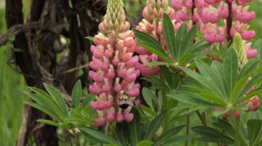 Su damlaları ve yaban arısı uçuşan yeşil yapraklı açık pembe bir çiçek.