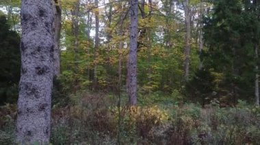 Süzülen kamera, sonbaharda sarı ağaçlarla kurumuş çimenlerin arasında hareket eder.