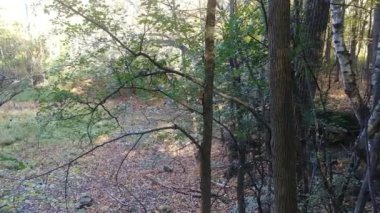 Sonbaharda güneşin parlamasıyla ormanın yavaş, sabit kayması.