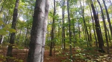 Önplanda ağaç, güneşli bir günde arka planda sonbahar ormanı.