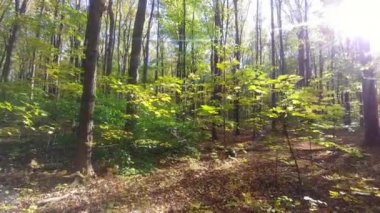 Güneş, sonbaharda ormanda ilerlerken kamera lensinin içinden parlıyor.