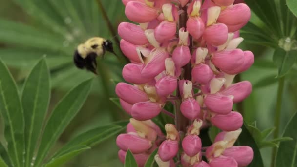 Virágszirmok Lassan Visszazáródnak Miután Dongóméh Táplálja Őket Makróban — Stock videók