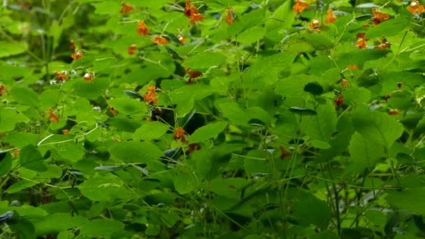 Abejorro Alimentándose Múltiples Flores Color Naranja Noche Verano — Vídeos de Stock