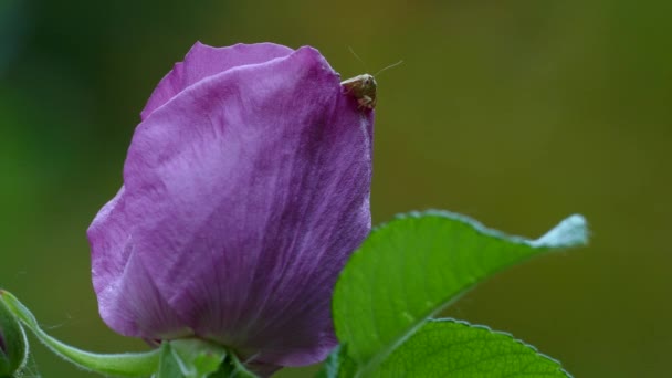 在紫色花冠上栖息时 用天线对着相机的虫子 — 图库视频影像