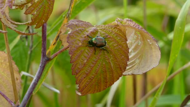 Grande Insetto Scarabeo Nero Con Tinte Verde Guscio Lucido Poggiato — Video Stock