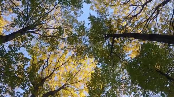 Slow Gliding Shot Tree Canopy Fall Wind Gently Blowing Leaf — Stock Video