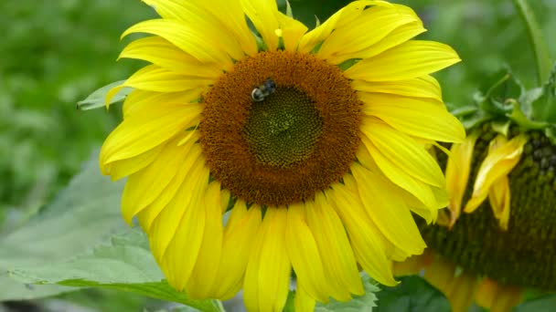 Wide Healthy Sunflower Two Different Insects Foraging Simultaneously — Stock Video