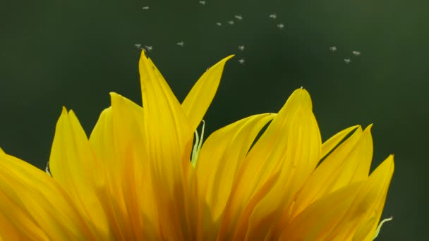 Микроскопические Крошечные Жуки Летают Зависают Одном Месте Над Лепестками Подсолнуха — стоковое видео
