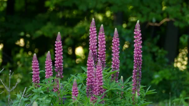 Långa Vertikala Formade Blommiga Växter Lila Och Violetta Färger Det — Stockvideo