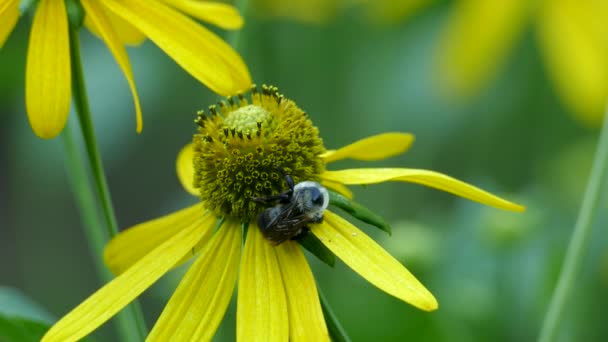 大黄蜂吸收了花朵的花蜜后在饲养场休息 — 图库视频影像