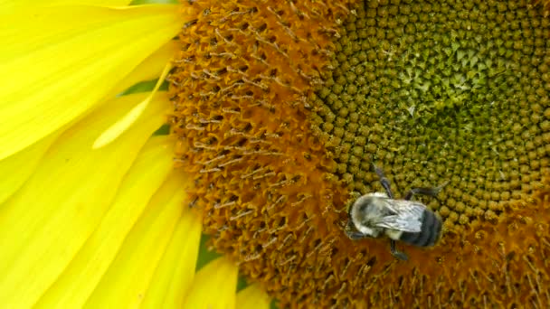 Macro Primer Plano Del Centro Girasol Con Abejorro Busca Polen — Vídeo de stock