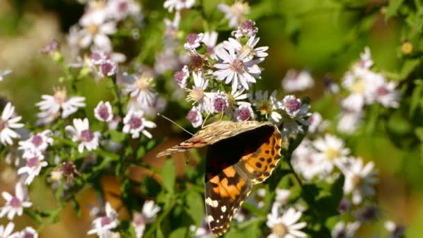 Butterfly Orange Wings Feeding Direct Sun Light White Flowery Bush — Stock Video