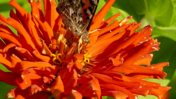 Färgglada Närbild Ljus Orange Blomma Med Fjäril Utfodring Från Den — Stockvideo