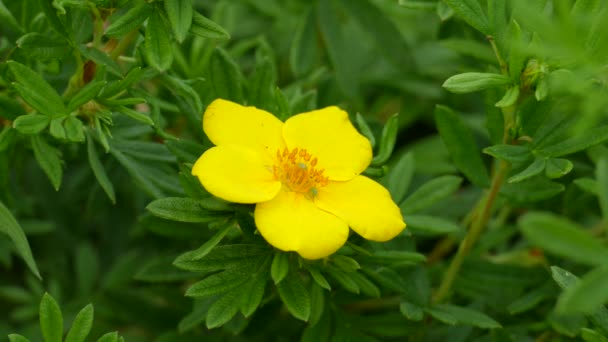 Dos Pequeños Insectos Verdes Brillantes Moviéndose Ligeramente Medio Una Flor — Vídeo de stock