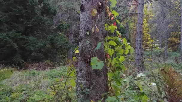 Cámara Levantando Girando Alrededor Del Árbol Con Hojas Colores Colgando — Vídeo de stock