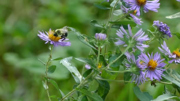 当大黄蜂从紫色的花朵中觅食时 它站在大黄蜂的背上 — 图库视频影像