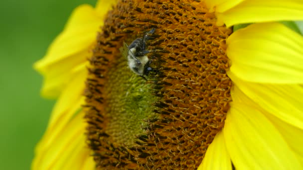 Crisp Macro Shot Bumblebee Feeding Pollen Present Sunflower — Stock Video