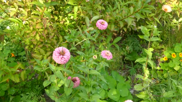 Bovenaanzicht Van Een Paar Bloemen Een Tuin Met Een Vlinder — Stockvideo