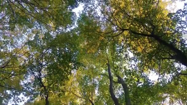 Beautiful and pure forest canopy filmed at dawn showing yellow tree tops