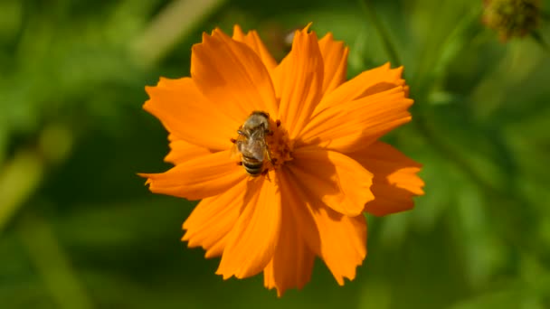 Bright Orange Vivid Flower Large Bee Feeding Its Center Flying — Stock Video