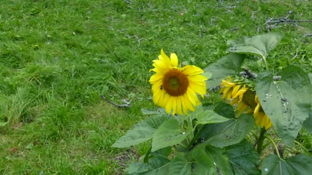 Breed Zicht Zonnebloem Laag Grond Met Hommel Erop — Stockvideo