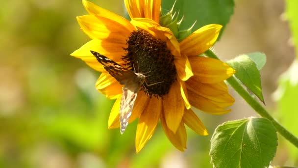Motýl Krmící Tmavě Zbarveného Středu Květiny Pod Sluncem — Stock video