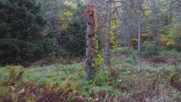 Verscheidenheid Aan Kleuren Het Bos Tijdens Een Rustige Herfstavond — Stockvideo