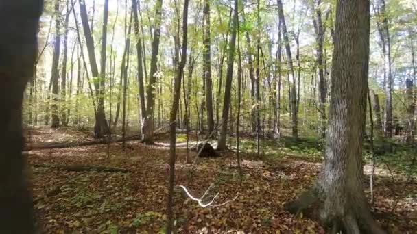 Gimbal marcher dans la forêt éclairée à l'automne avec des feuilles mortes sur le sol 