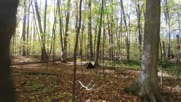 Gimbal Wandeling Fel Verlicht Bos Herfst Met Dode Bladeren Grond — Stockvideo