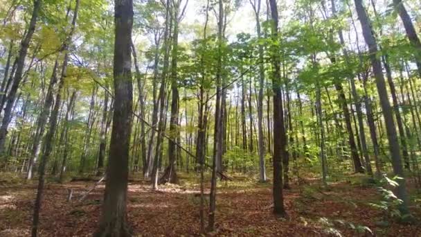 Skogsbotten Täckt Döda Bruna Löv Solig Höstdag — Stockvideo