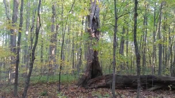 비행중에 위에서 떨어지는 나뭇잎 트렁크로 접근하는 — 비디오