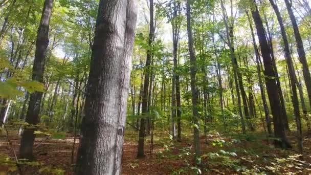Arbre au premier plan avec forêt d'automne en arrière-plan par une journée ensoleillée 