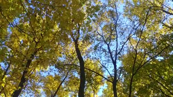 Осінній Жовтий Деревний Навіс Дятлом Знятий Стеарикамі Блакитному Небі — стокове відео