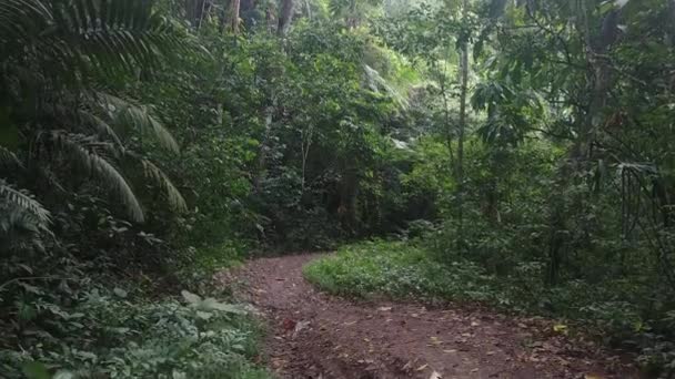 Slow Steady Walk Jungle Trail Panama Dusk Covered Sky — Stock Video