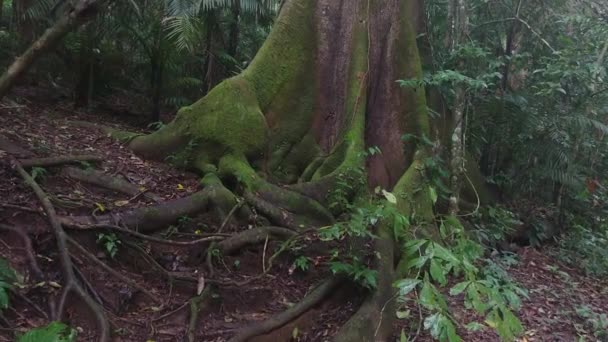 Raízes Entrelaçadas Vistas Lentamente Aproximando Steadicam Selva — Vídeo de Stock