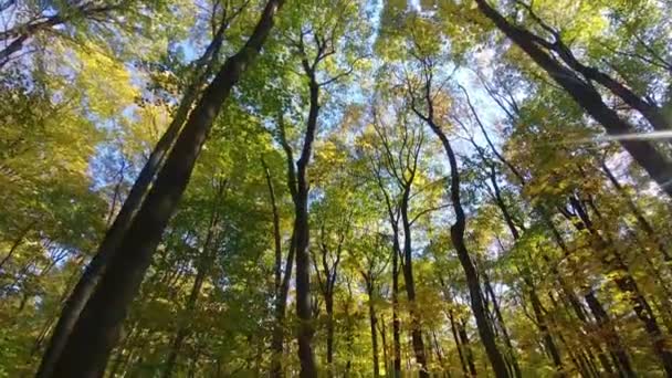 Gleitschirmabschuss Von Bäumen Mit Neigung Zum Waldboden Herbst — Stockvideo