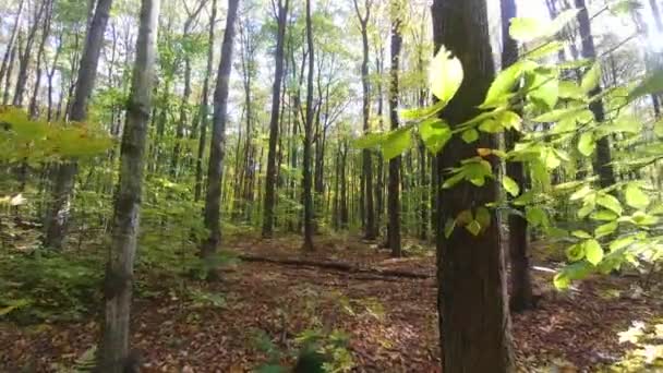 Glidecam Promenad Skogen Hösten Kanada Med Ekorre Fjärran — Stockvideo