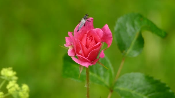 Длинная Муха Отдыхает Движется Вершине Красивого Розового Цветка Каплями — стоковое видео