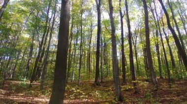 Sonbaharda jiroskoplu kamerayla çekilen güzel orman yana kayıyor.