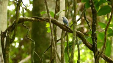doğal arka planda güzel kuş