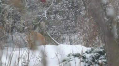 Güzel kızıl tilki kar altında yürürken toprağı koklarken