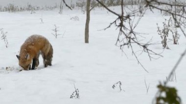 Soğuk ve kuru Kanada kışında vahşi doğada tilki vuruşu.