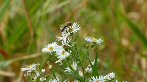 Abeja Alimenta Rápidamente Flores Blancas América Del Norte Día Sombrío — Vídeo de stock