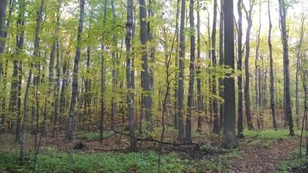 Secuencia Extendida Disparo Deslizamiento Inclinándose Lentamente Hacia Arriba Mostrando Bosque — Vídeos de Stock