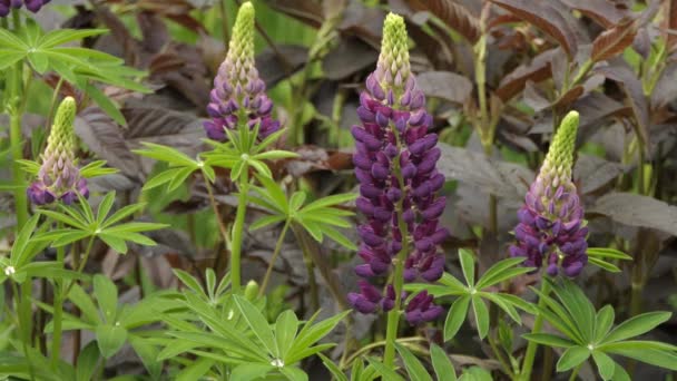 Piuttosto Lussureggiante Boschetto Fiorito Con Foglie Verdi Fiori Viola All — Video Stock