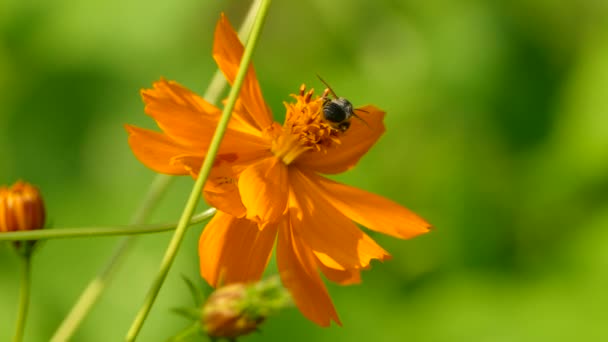 Large Bee Crawls Vivid Orange Flower Gather Pollen Flying — Stock Video